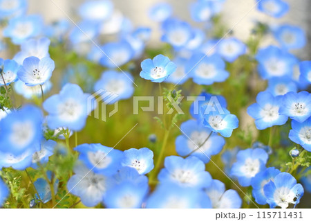 ネモフィラの花 ネモフィラの花 115711431