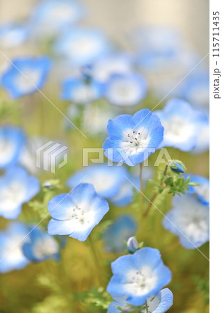 ネモフィラの花 ネモフィラの花 115711435