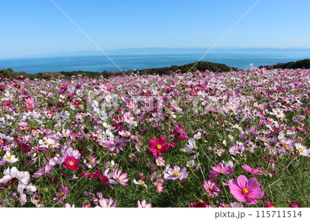 淡路島の海の見えるコスモス畑 115711514