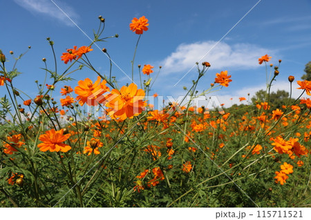 青空に浮かぶようなオレンジ色の秋桜畑ー弐 青空に浮かぶようなオレンジ色の秋桜畑ー弐 115711521