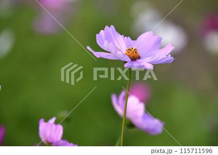 コスモスの花 115711596