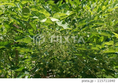 花もそろそろ終わる頃のマユミ・花と実 115711840