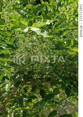 花もそろそろ終わる頃のマユミ・花と実 花もそろそろ終わる頃のマユミ・花と実 115711841