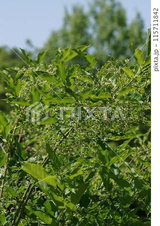 花もそろそろ終わる頃のマユミ・花と実 115711842