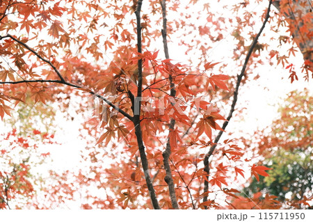 紅葉したモミジ 紅葉したモミジ 115711950