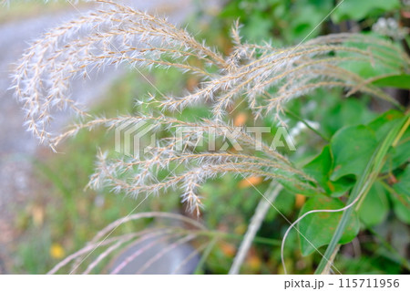 ススキの穂が風に揺れています 115711956