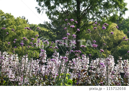 ヤナギハナガサの花 ヤナギハナガサの花 115712038
