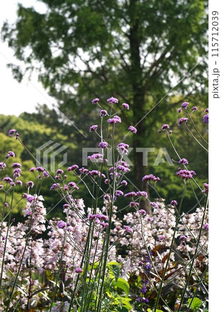 ヤナギハナガサの花 ヤナギハナガサの花 115712039