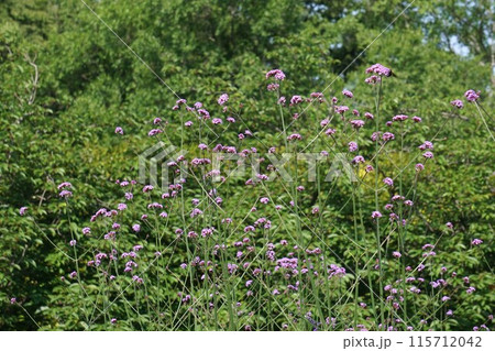 ヤナギハナガサの花　 115712042