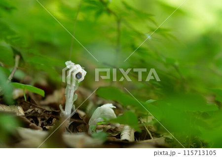 ギンリョウソウ ギンリョウソウ 115713105