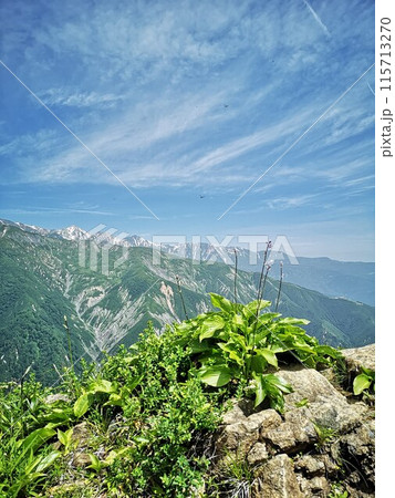 白馬五竜高山植物園 オオバギボウシ 白馬五竜高山植物園 オオバギボウシ 115713270