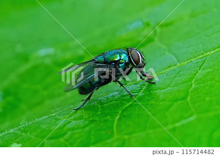 キンバエ キンバエ 115714482