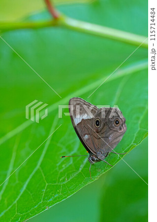 クロヒカゲ クロヒカゲ 115714484