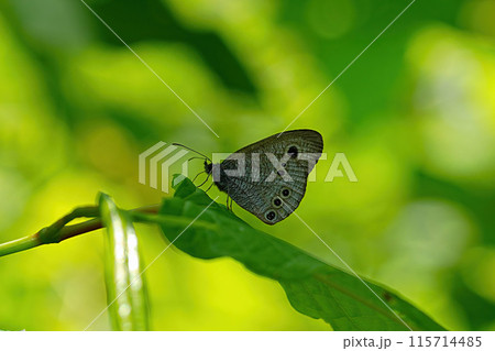 ヒメウラナミジャノメ 115714485