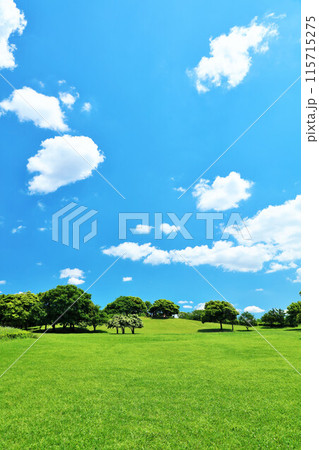 千葉県　爽やかな青空と新緑の公園 115715275