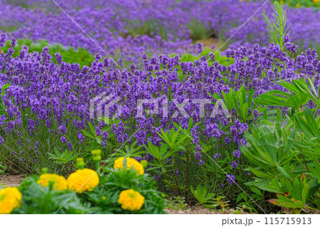 花畑 花畑 115715913