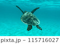 泳ぐウミガメ 115716027