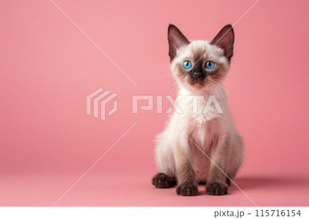 A kitten with blue eyes is sitting on a pink background 115716154