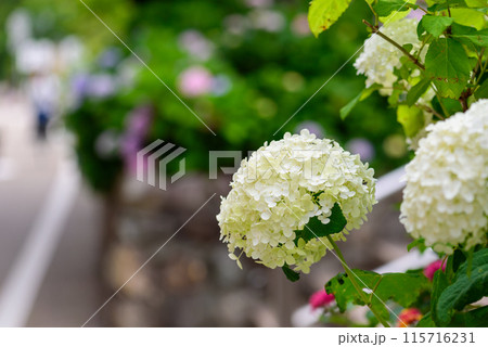花のみち 花のみち 115716231