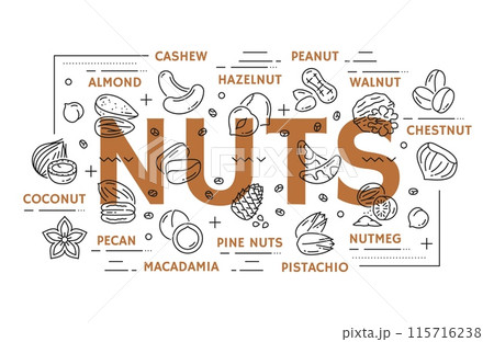 Line nuts vector types. Cashew, almond, hazelnut, walnut and chestnut. Coconut, pecan, pine nuts or macadamia, pistachio and nutmeg. Infographic guide with linear nut products and bold typography 115716238
