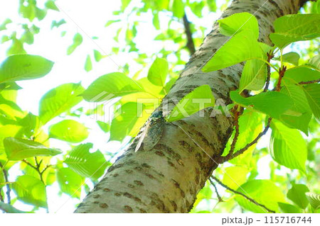 セミ　せみ　蟬　蝉　抜け殻　アブラゼミ 115716744