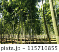 竹林のある風景 115716855