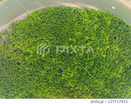 Amazing abundant mangrove forest, Aerial view of forest trees Rainforest ecosystem and healthy environment background, Texture of green trees forest top down, High angle view Amazing abundant mangrove forest, Aerial view of forest trees Rainforest ecosystem and healthy environment background, Texture of green trees forest top down, High angle view 115717031
