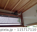 飛び立つ燕 115717110