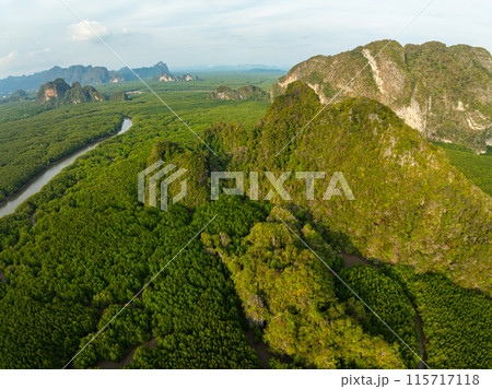 Amazing abundant mangrove forest, Aerial view of forest trees Rainforest ecosystem and healthy environment background, Texture of green trees forest top down, High angle view 115717118