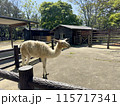 福岡市動植物園 アルパカ 115717341