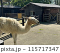 福岡市動植物園 アルパカ 115717347