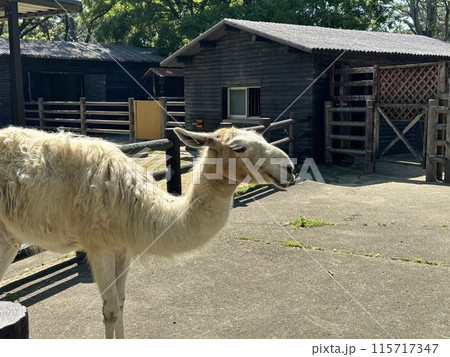 福岡市動植物園 アルパカ 福岡市動植物園 アルパカ 115717347