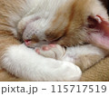 眠る猫 115717519