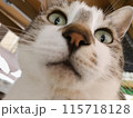 見つめる猫 115718128