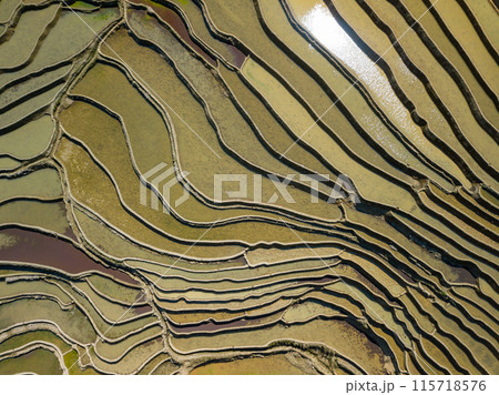 Aerial drone view of Yuanyang rice terrace at sunrise, Yunnan province, China 115718576
