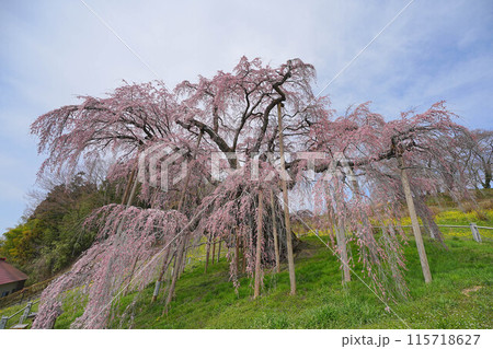 三春の滝桜 115718627