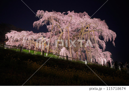 三春の滝桜 115718674