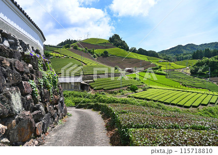 日本の原風景 京都府和束町に広がる茶畑 日本の原風景 京都府和束町に広がる茶畑 115718810