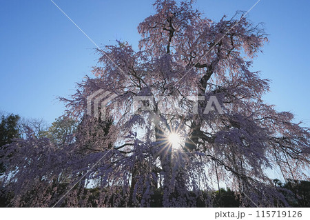 金比羅桜 金比羅桜 115719126