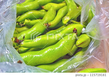 採れたての美味しそうなそら豆 採れたての美味しそうなそら豆 115719181
