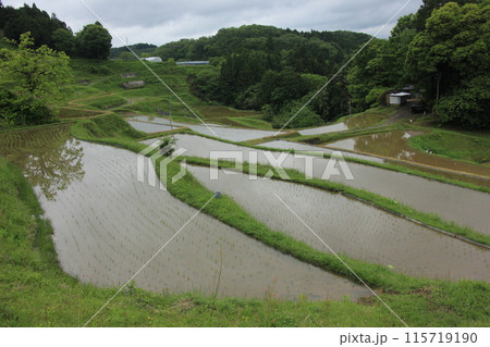 岡山の棚田風景:豊かな自然と伝統農業 岡山の棚田風景:豊かな自然と伝統農業 115719190