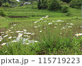 春の大垪和：棚田とマーガレットの共演 115719223