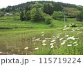 岡山の大垪和：美しい棚田と野花 115719224
