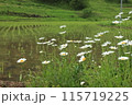 大垪和の棚田：マーガレットが咲く風景 115719225