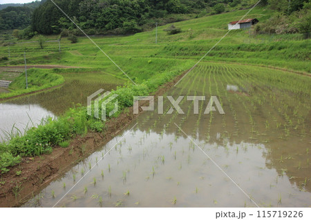 自然と共に生きる:岡山の棚田の四季 自然と共に生きる:岡山の棚田の四季 115719226