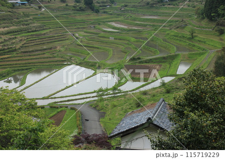 春の大垪和:棚田が広がる風景 春の大垪和:棚田が広がる風景 115719229