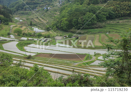 大垪和の棚田:緑豊かな農村風景 大垪和の棚田:緑豊かな農村風景 115719230