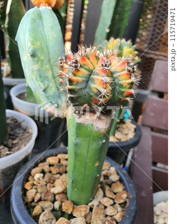 A prickly potted cactus, a popular desert succulent with sharp thorns, thrives in a terra cotta pot 115719471