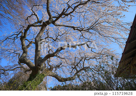 長慶寺の枝垂れ桜 115719628