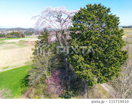 和久伊右衛門稲荷神社の桜 和久伊右衛門稲荷神社の桜 115719810